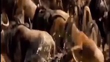 鳄鱼捕食时刻