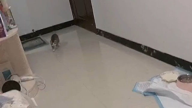 可爱的小猫咪唱着歌跑过来的！