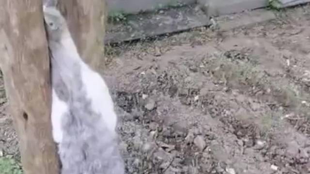 这个绝对是人为的