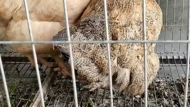 自产自销，自己下蛋自己吃