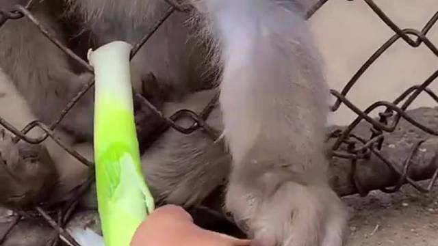 不知好歹的泼猴，把给予当做理所当然了