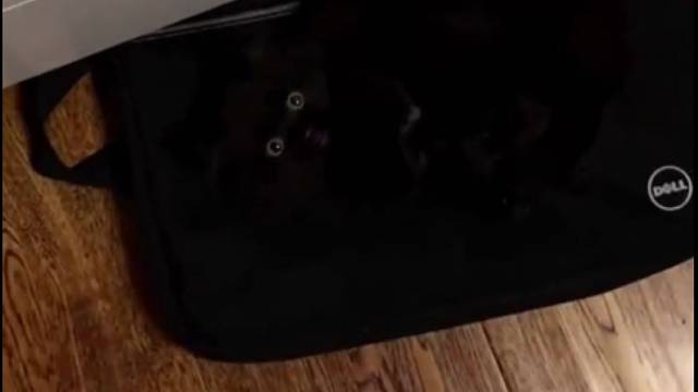 养了只黑猫有多难找！！