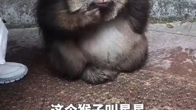 老师太救下独臂猴子养了20年，猴子现在慈眉善目，从不抢东西和食物。