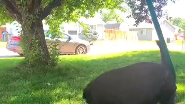 狗狗突然安静下来！