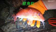 阿平赶海抓了一条漂亮鱼，全身通红的特别美观