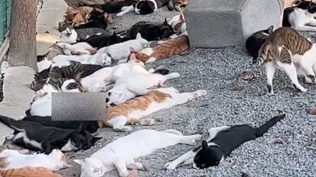 7月10日那批猫车上被救下来的