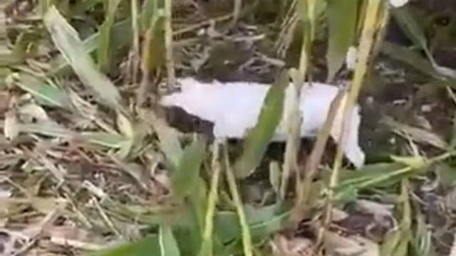 这品种买多少钱合适