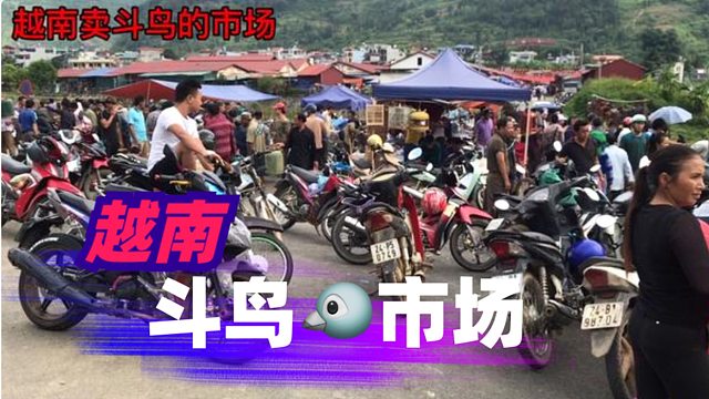 越南卖斗鸟的农村市场，这里的鸟叫太好听了。