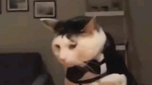 我天生就是镜头宠儿