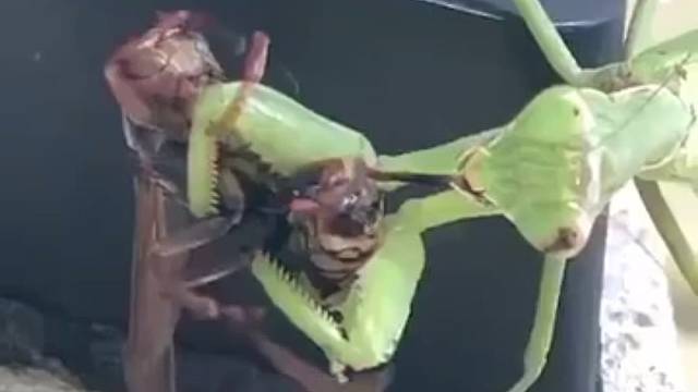 螳螂进食过程，猎物就是这样眼睁睁着自己被吞噬的。