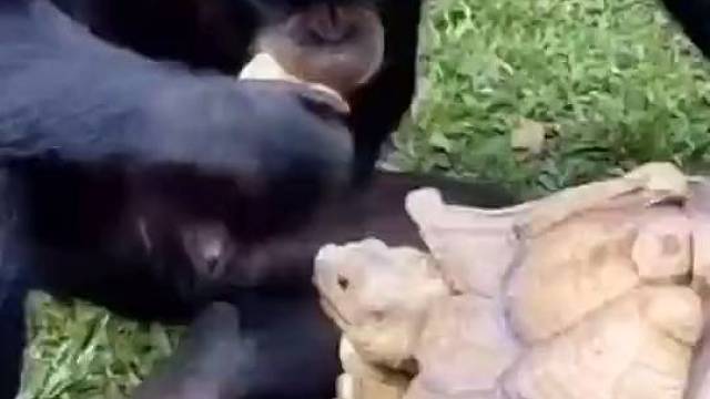 龟：你喂的可没有你爷爷好