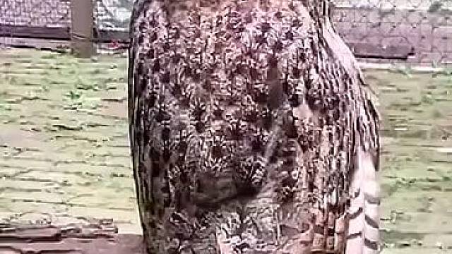 这就是传说中的360度无死角鹰眼摄像头，看到猫头鹰我终于明白了！