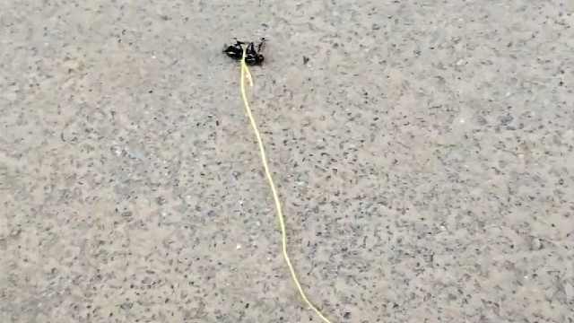 两个蚂蚁分批去报信，看你们等下怎么交代