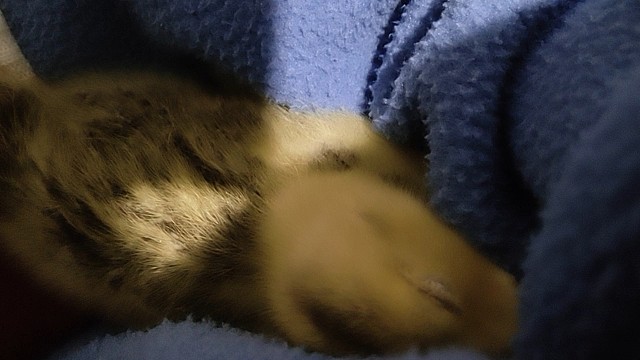 头睡掉了的牛姐