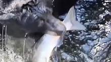 黑熊捕鱼抓拍