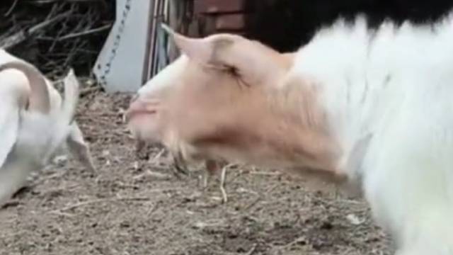 左面羊：你是啥时候学会……