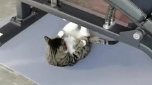 猫咪在健身房锻炼身体，仰卧起坐做的有模有样