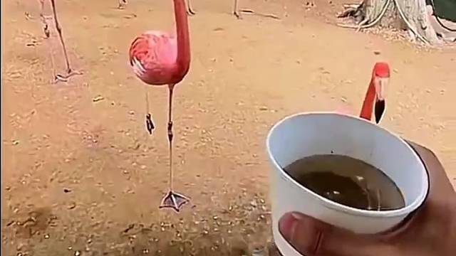 火烈鸟的脚居然不是爪子