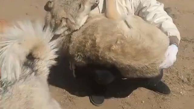 好好的一匹狼，硬是让主人养成了二哈，给它留点尊严吧