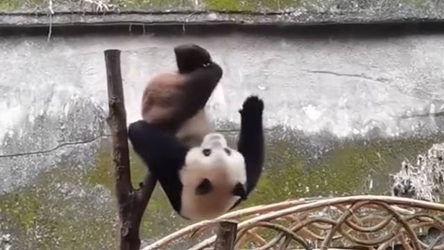 功夫熊猫果然不是浪得虚名！