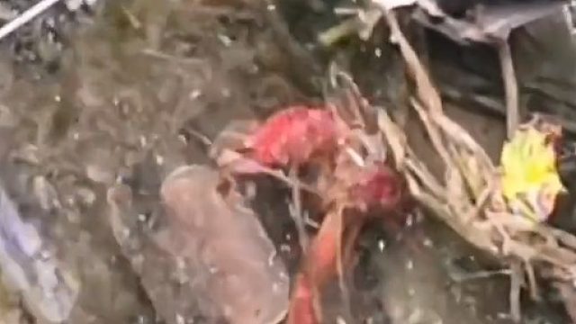 都是有钳人，都豪横