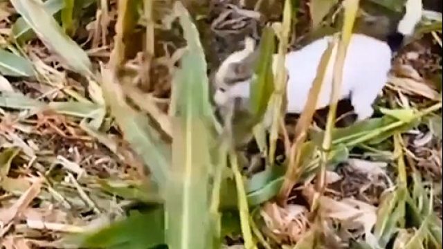 好样的，有些养儿还不如养条狗狗