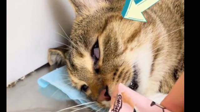 三秒回魂，哈哈哈哈干饭喵实锤！