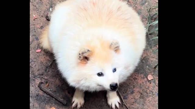 旱的旱死涝的涝死，它是不是把其他狐狸的饭都干光了！