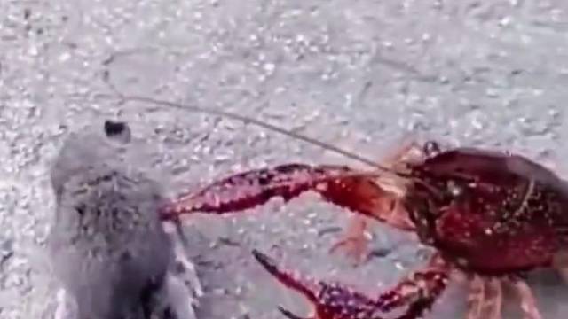 以为老鼠偷吃小龙虾，没想到强中自有强中手，老鼠示弱败下阵。