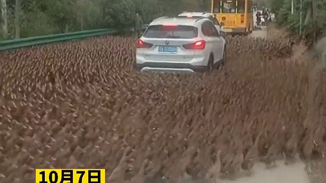 这鸭阵该怎么破