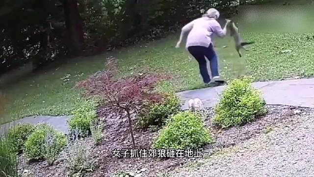 郊狼大战打电话女子，女子好像不是对手