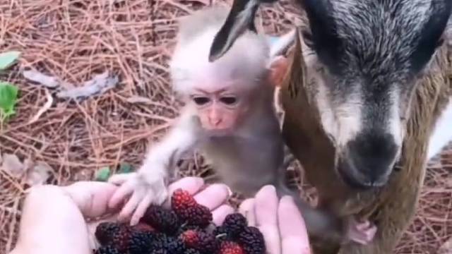 动画片里的友情原来是真的！被两只宝宝萌化了，太治愈了