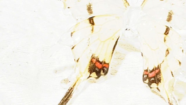 蝴蝶标本的另一种玩法，最近好几个客户问我蝴蝶标本用的什么胶，回答‘uv稠胶’#蝴蝶标本#重庆硅宁科技