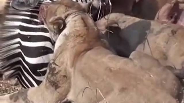 这匹斑马好硬气到最后都要咬狮子一口