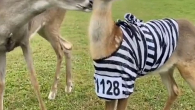 那个穿秋裤的就离谱