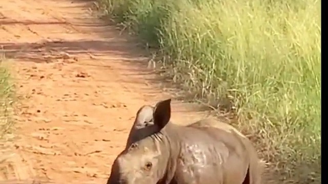 在你没长出角之前，你都是安全的