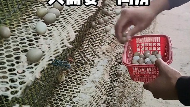 养它500只养出了门路