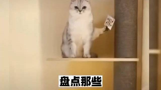 功夫猫