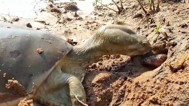 乌龟竟然如此凶猛，还会钻洞捕捉黄鳝，真是令人意外。 