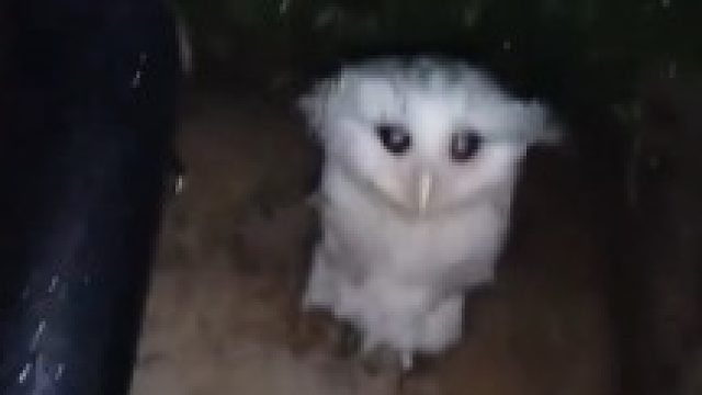 被淋湿的猫头鹰在院子里歇脚，小哥把它抱进房檐下躲雨 ......