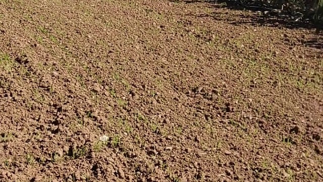 下午摘柿子，明天开始掰玉米喽，秋收农忙十几天，白天就不打游戏喽