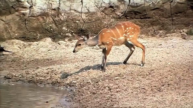 天下武功唯快不破！