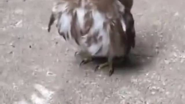 你看没有实力，连威胁别人都觉得可爱