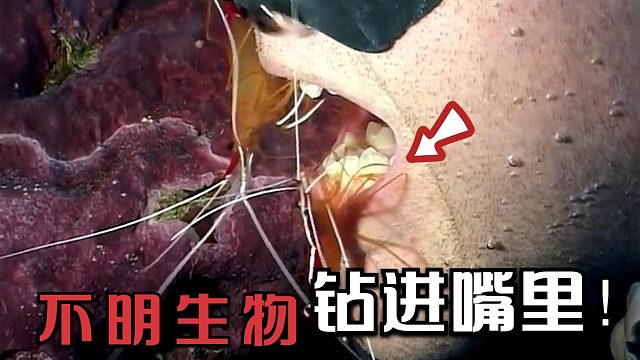 潜水员刚刚张开嘴，几只生物就飞快钻了进去，立刻开始埋头苦干！