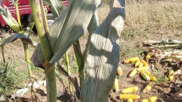 掰玉米喽，丰收的季节