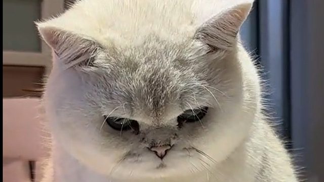 每天吃了饿，饿了吃，已经肥到肚子都拖地上了，请平台曝光它