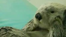 鸟羽水族馆的明星海獭小梅，转圈圈揉脸脸，怎么这么可爱啊！
