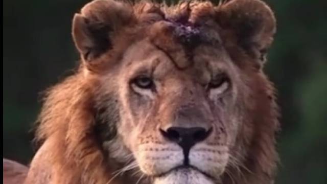 这头帅气的雄狮头外伤皮掉了一块，从此它再也不属于杀马特家族了