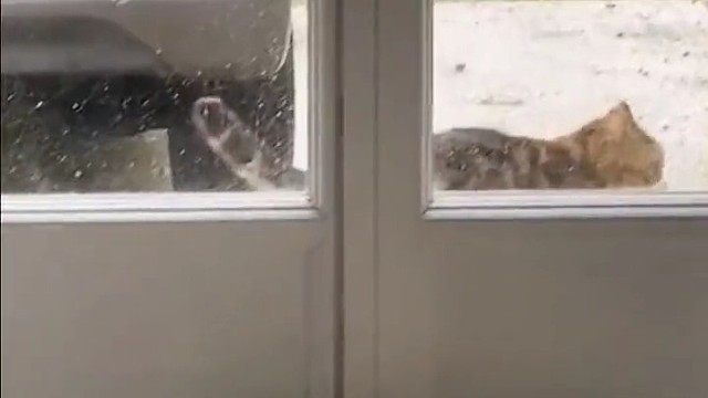 喵:开门，给你带礼物