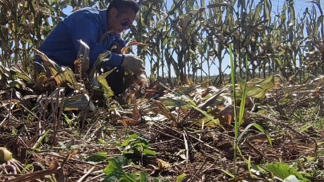 小时候没纸擦屁股，就是用玉米内包